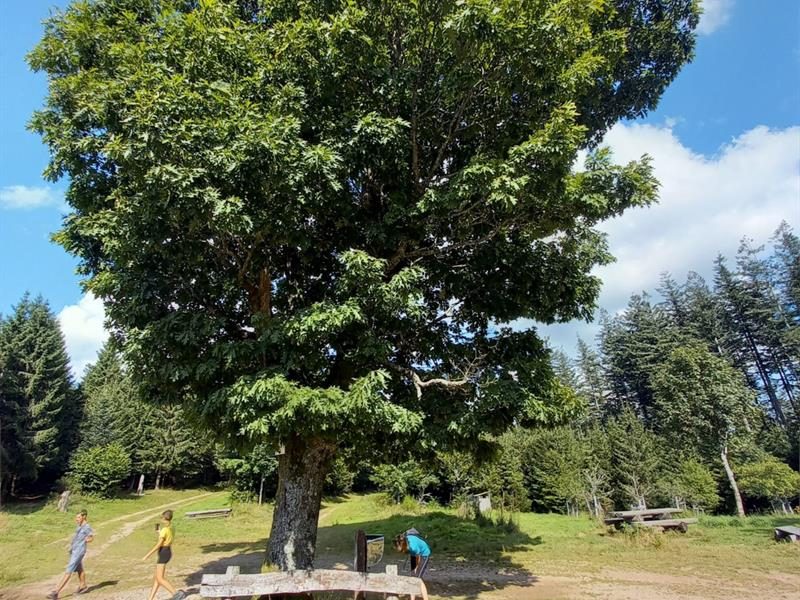 Aire de pique nique Arbre de la liberté