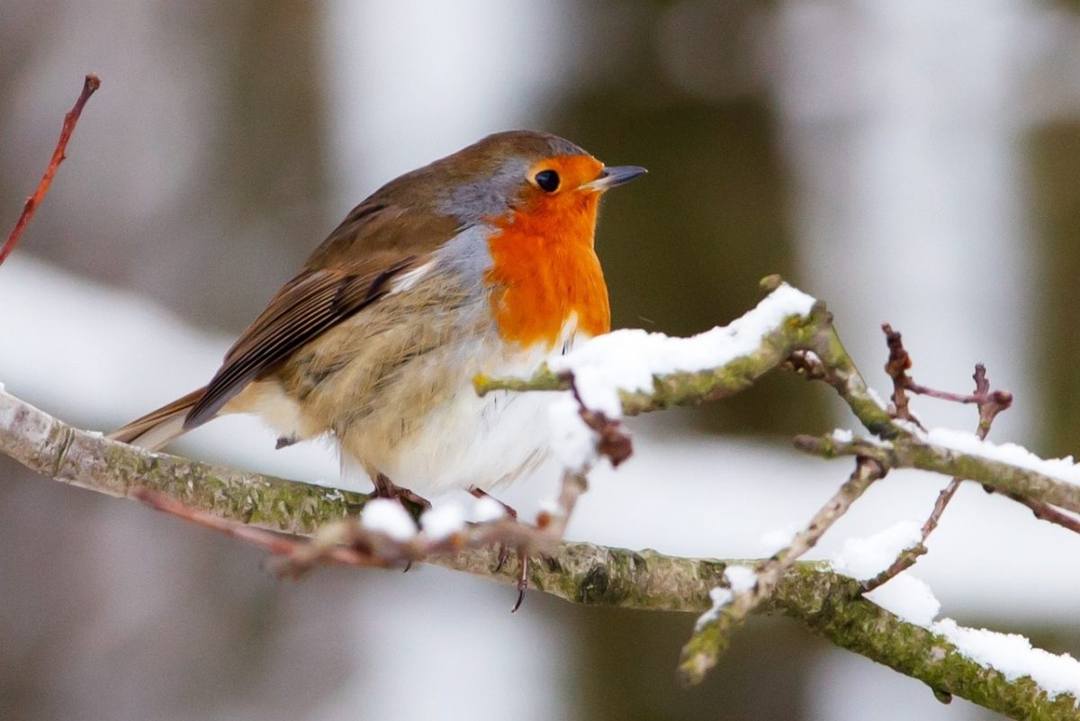 Atelier "Bien nourrir les oiseaux" au Jardin Bourian