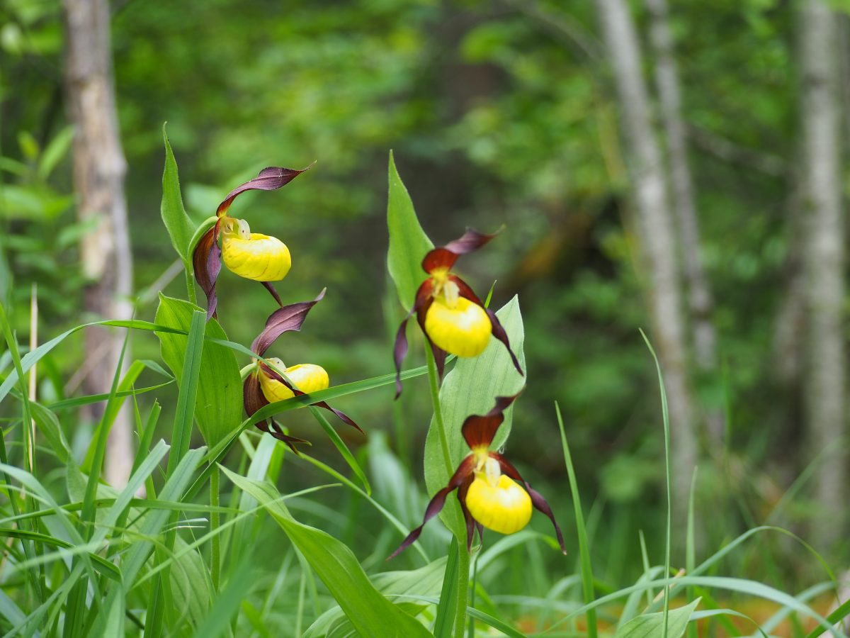 Les sabots de Vénus de la forêt de Moloy