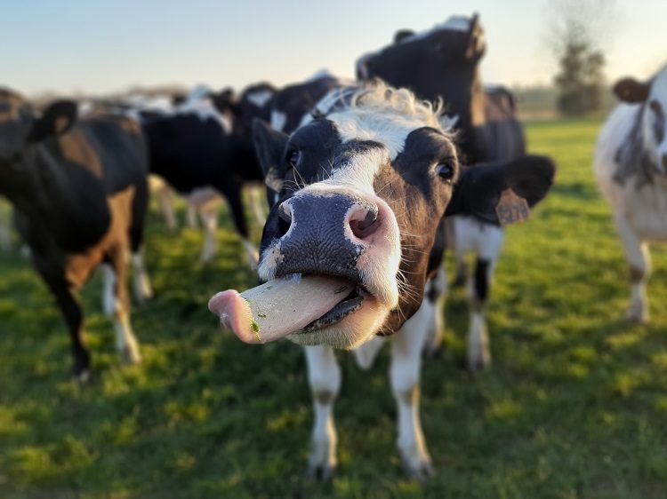 Ferme de Blas'lait
