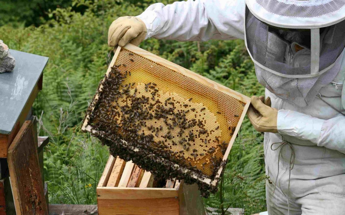 Visite "Abeilles et Délices"
