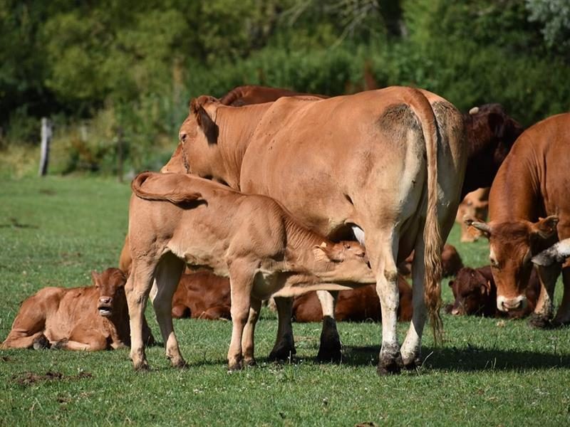 La nouvelle prairie