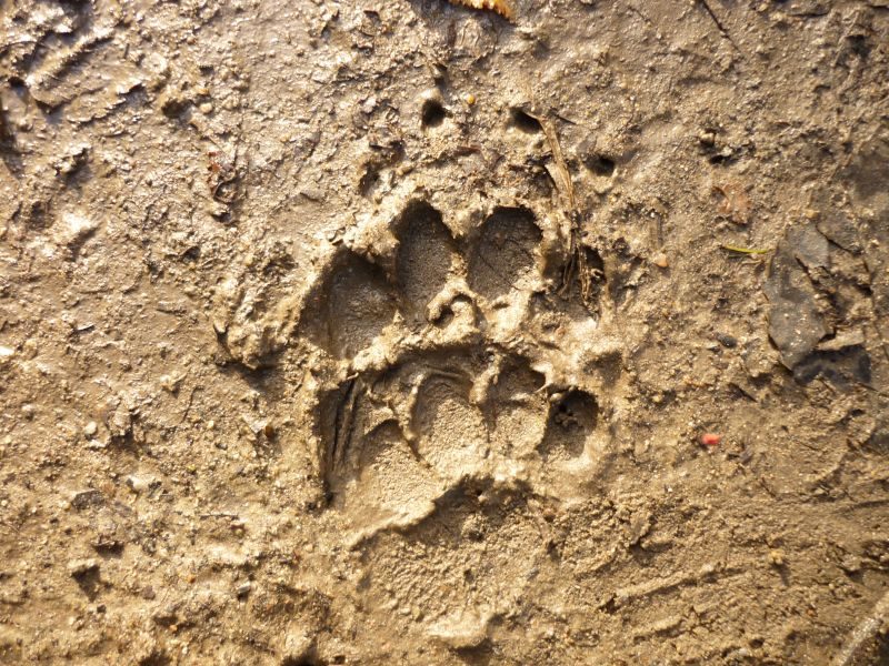 TRACES ET INDICES