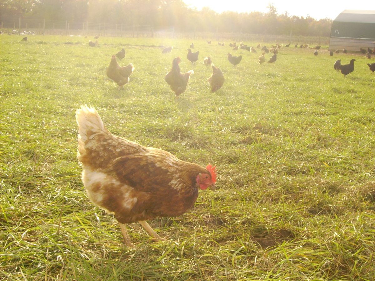 La Ferme du Bois Chaperon