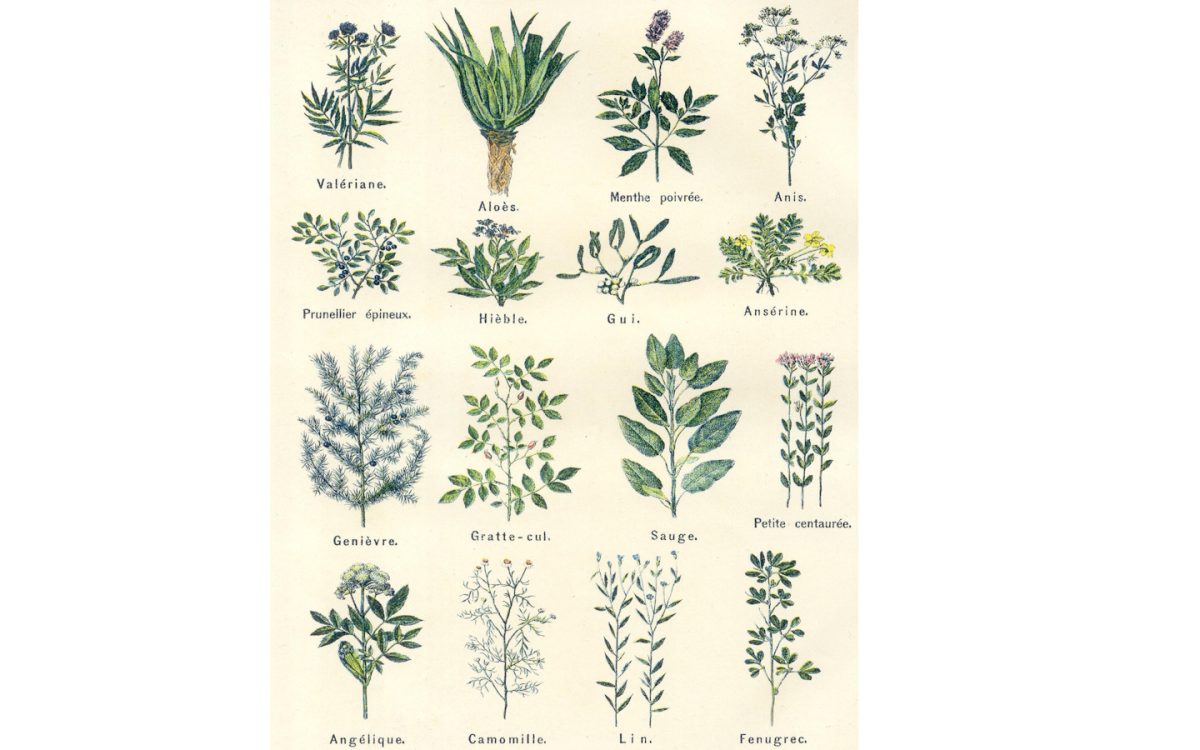 Atelier tisanes et herbes médicinales