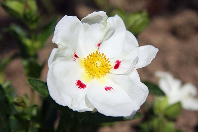 Parc floral de Maizières-sur-Amance
