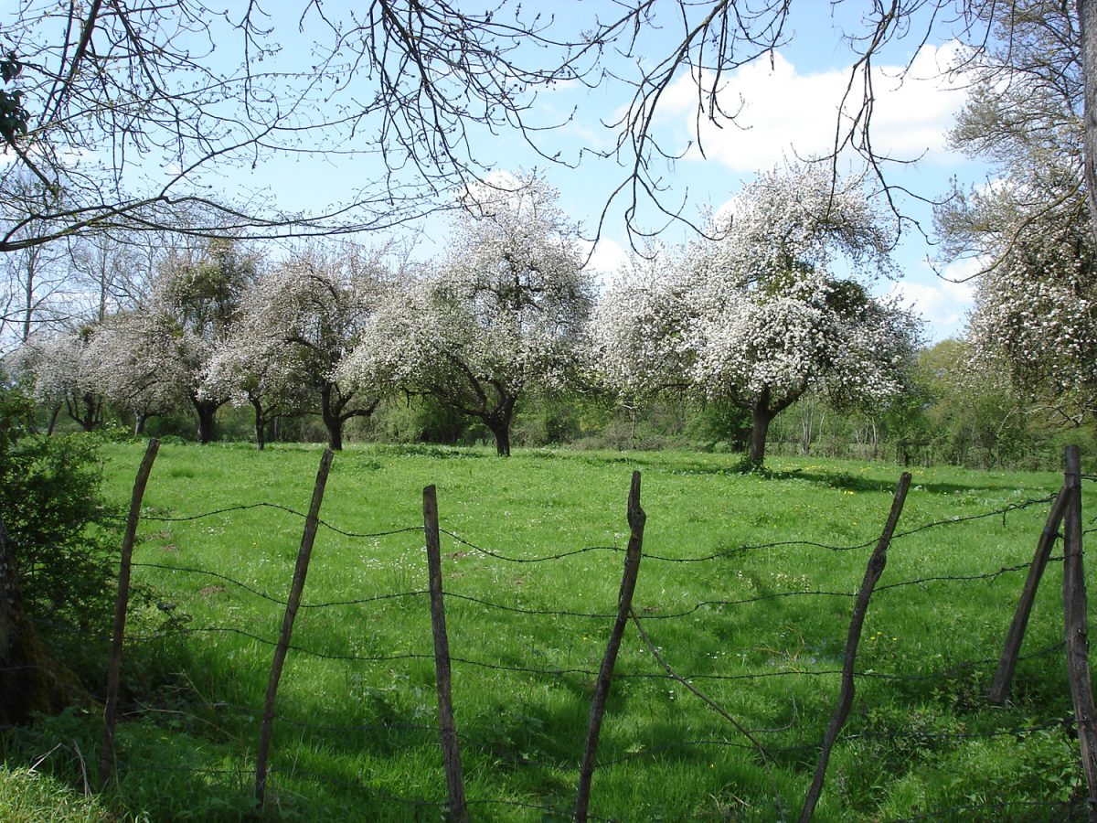 L’Espace Naturel Sensible : « Bocage de Noirlac »