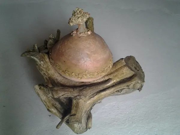 Terre à Terre