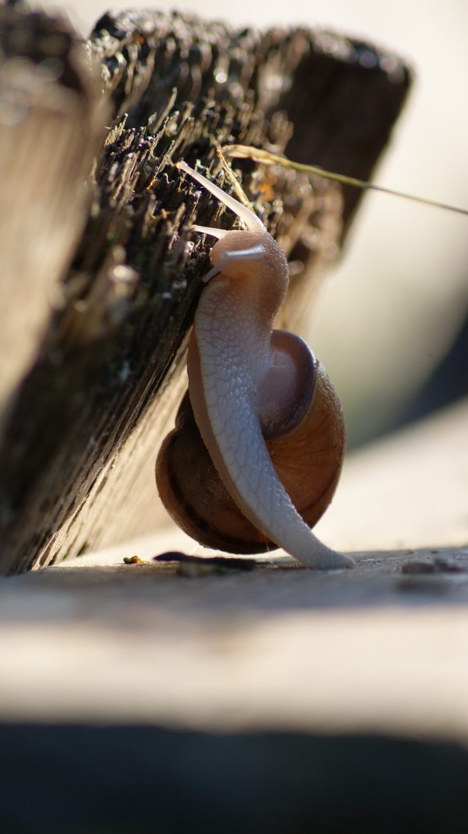 L'Escargot du Poitou