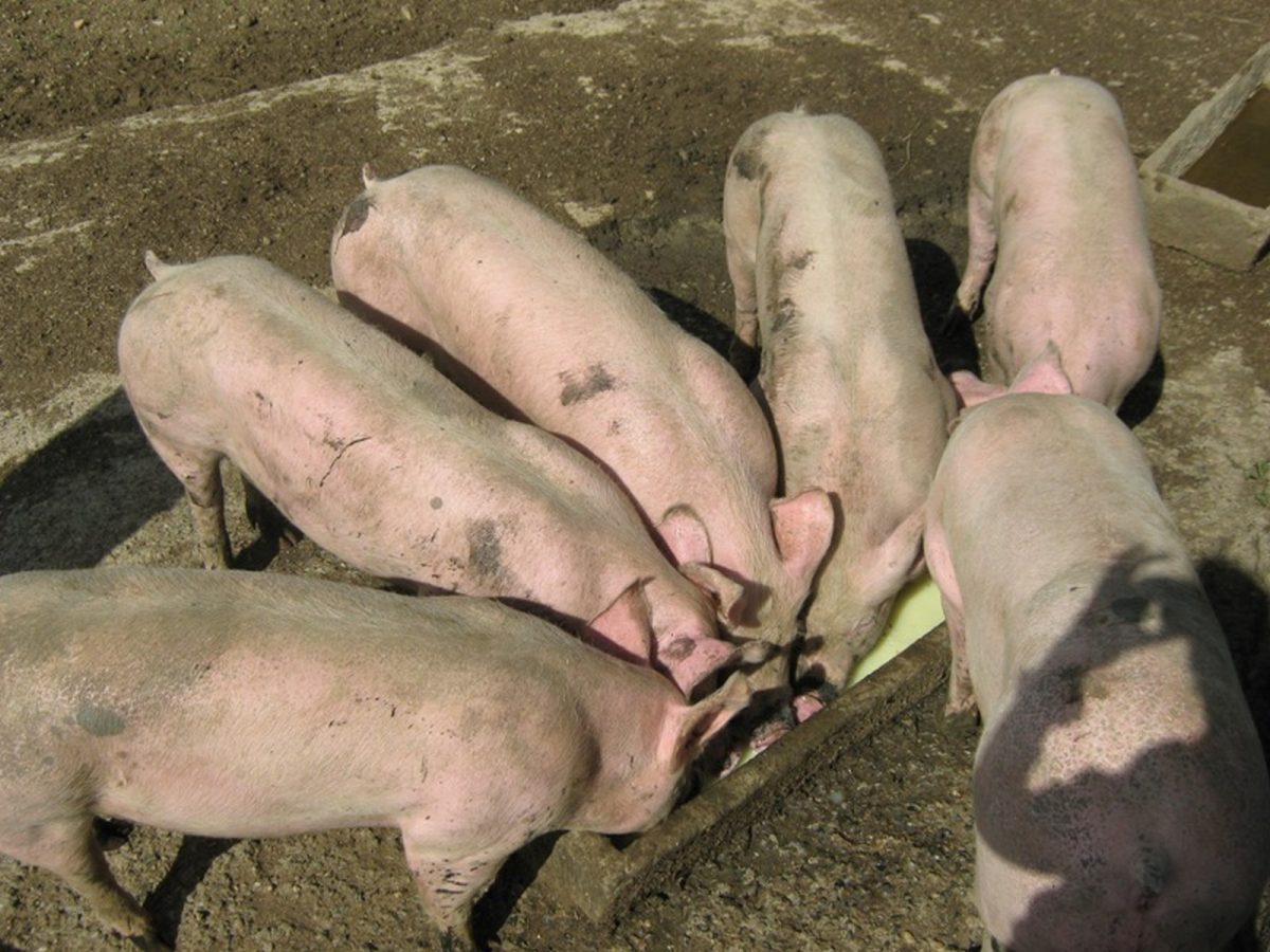 Ferme Bachoc
