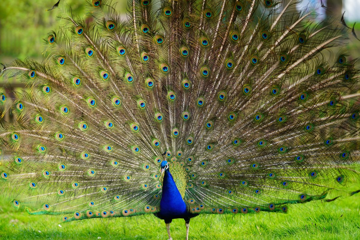 Parc Saint Léger - Parc Animalier