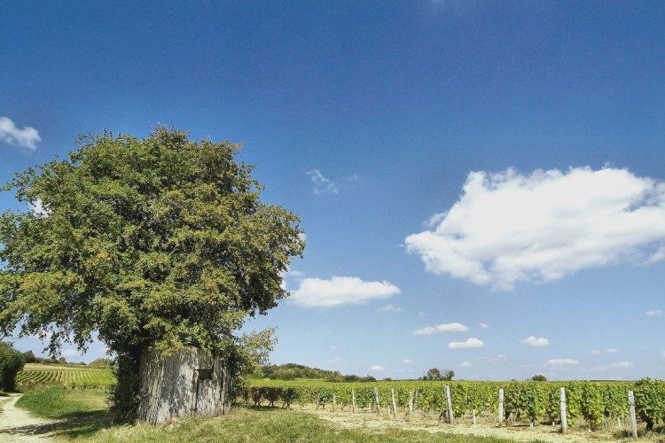 Domaine des Tasnières