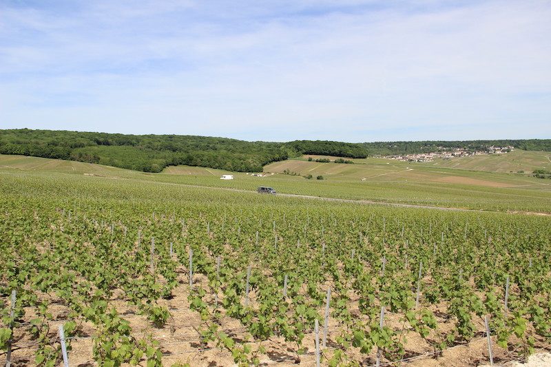 Champagne Pierre Gobillard
