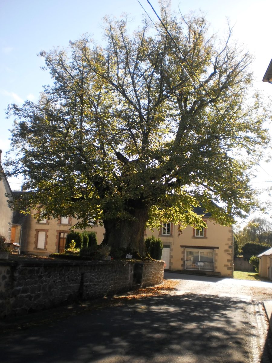 Arbre remarquable 'Le Sully'