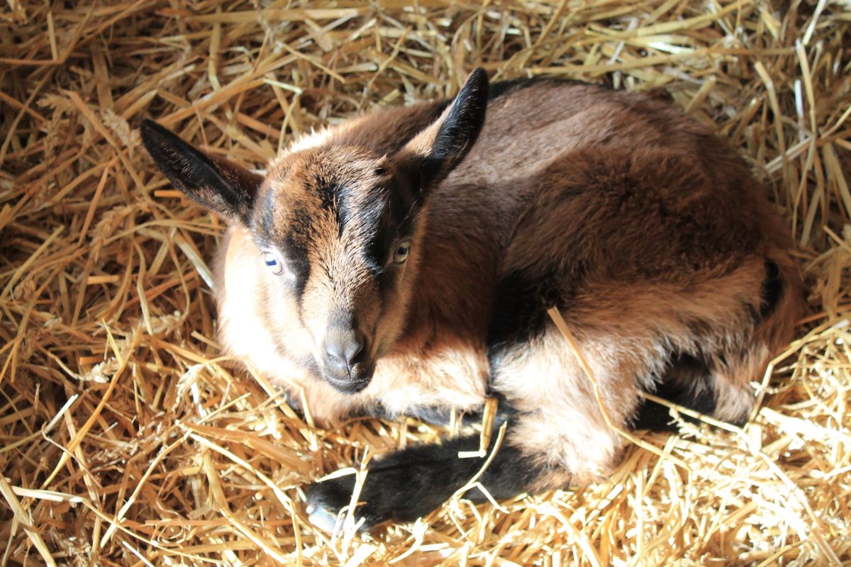 Ferme des Oliviers