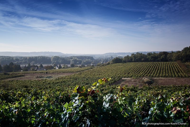 Visites du domaine, dégustations de vins et expériences œnotouristiques à Chinon