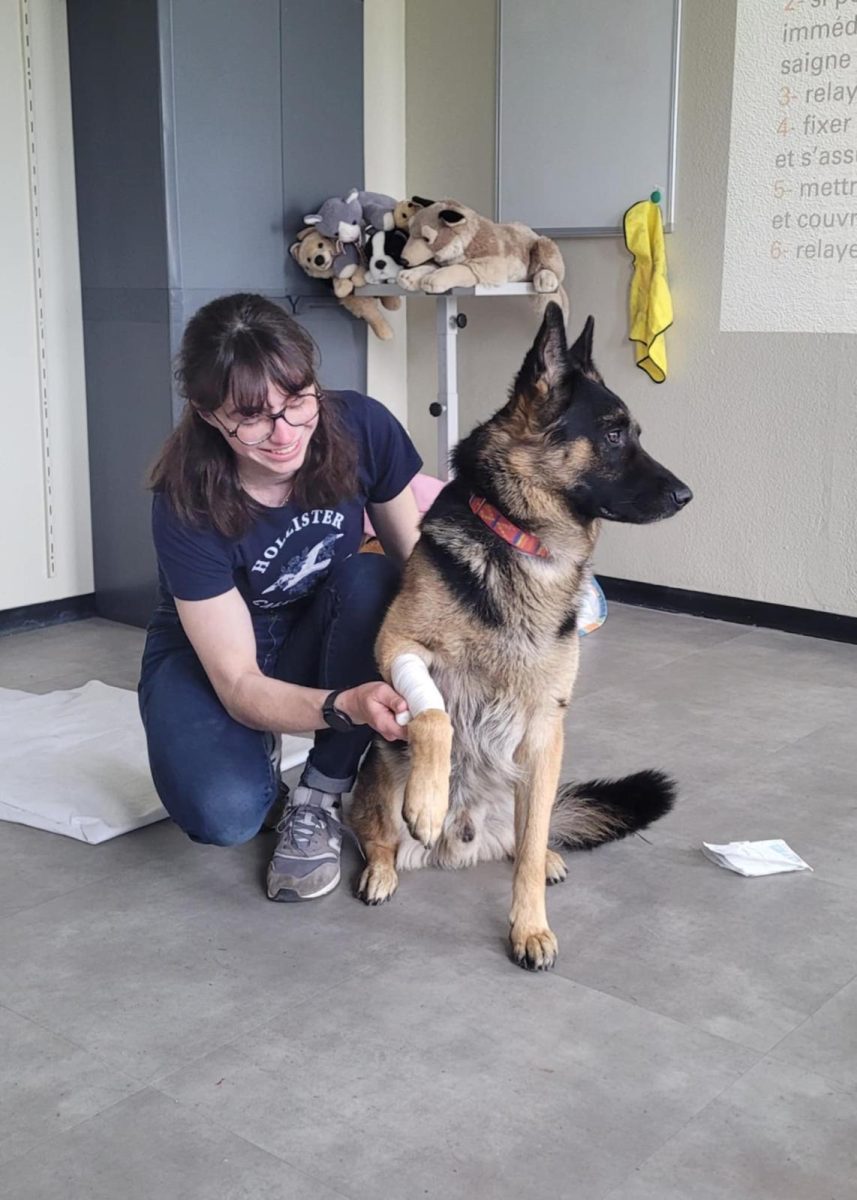 Formation aux premiers secours canins et félins