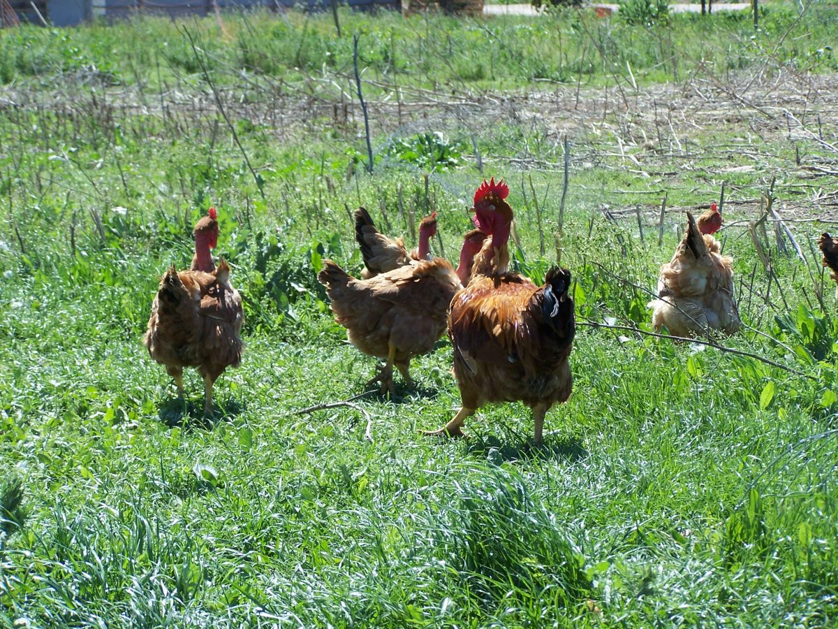 AUX SAVEURS PAYSANNES