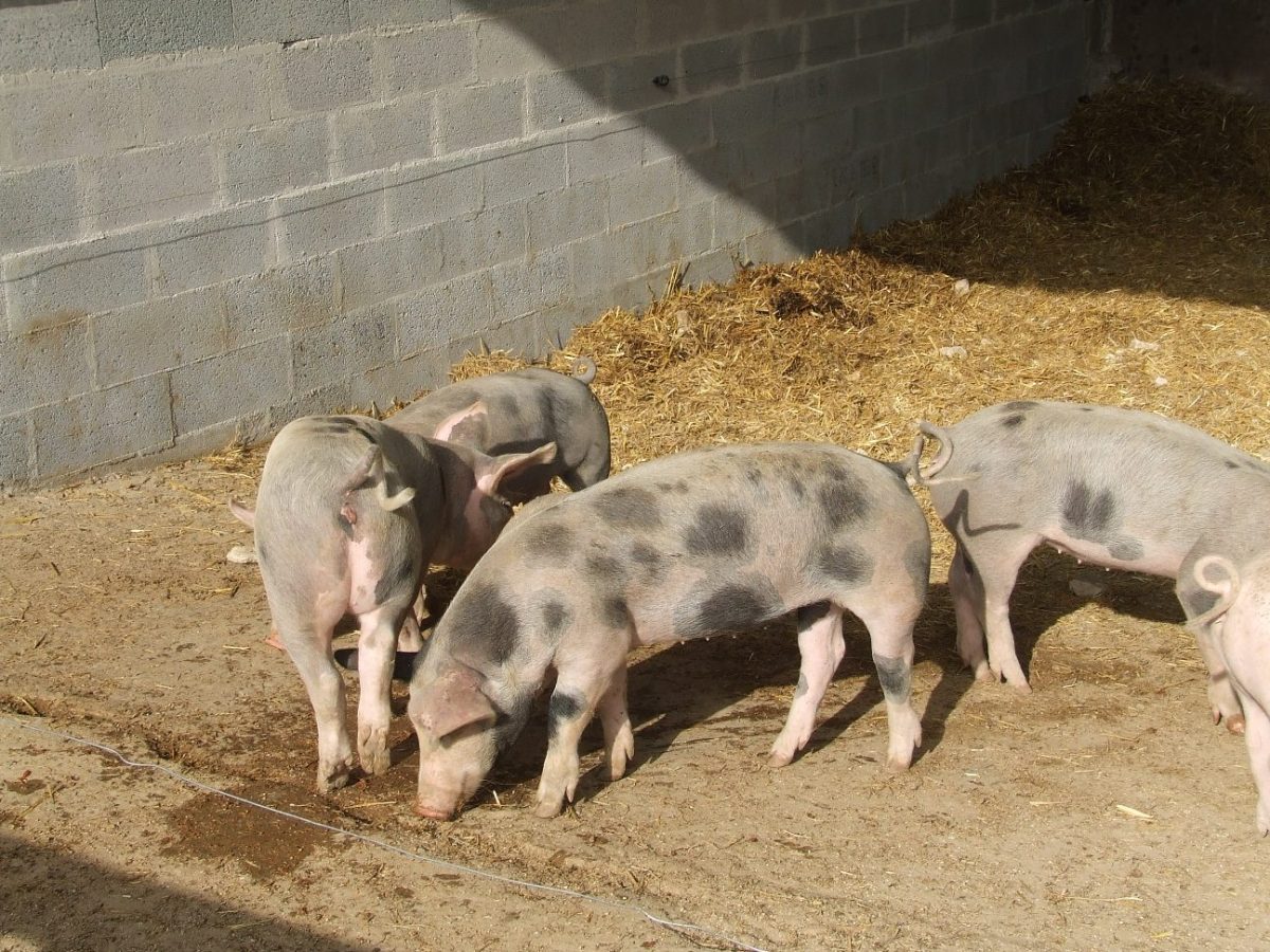 EARL Ferme de la Mantellerie