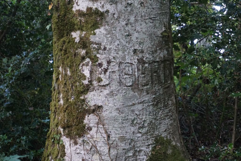 Arbre de la Liberté