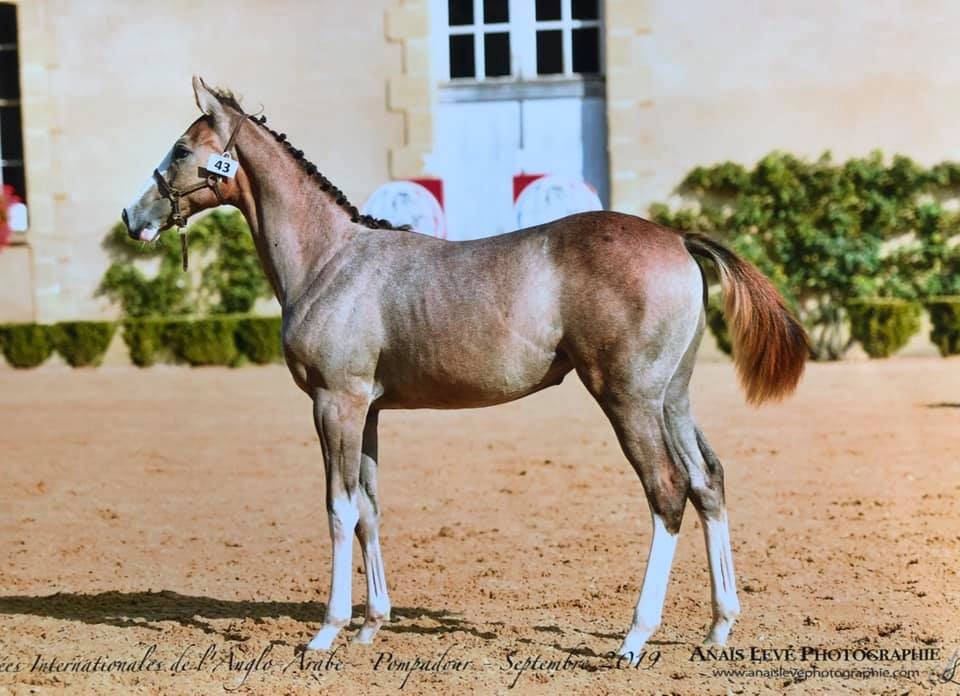 CENTRE EQUESTRE DU VOLVESTRE