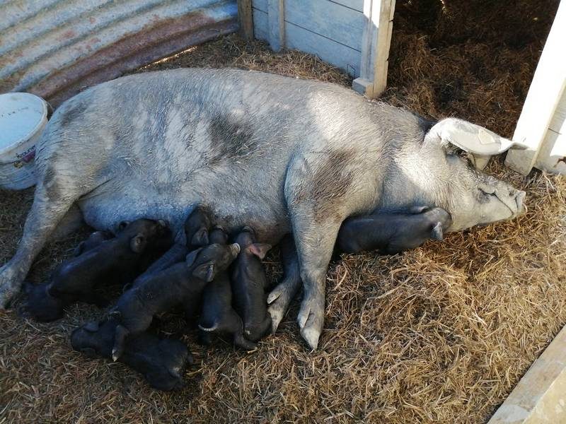 LES PORCS DU COTEAU DE CHARLAS