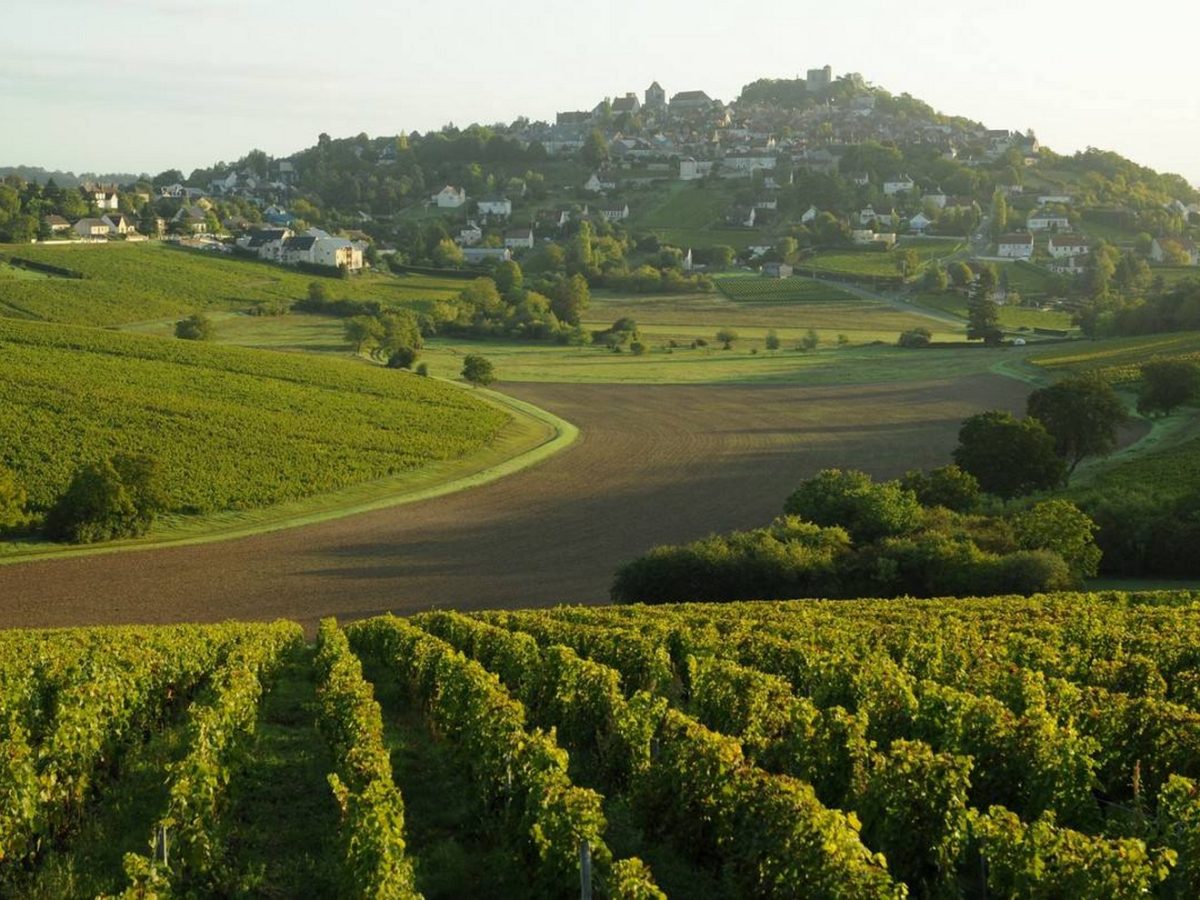 Vignoble Dauny