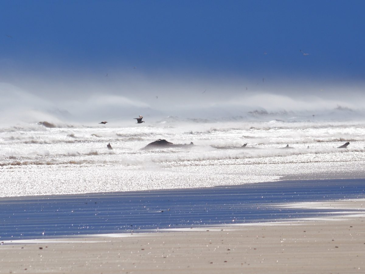 PLAGE SAUVAGE DE LA VIEILLE NOUVELLE