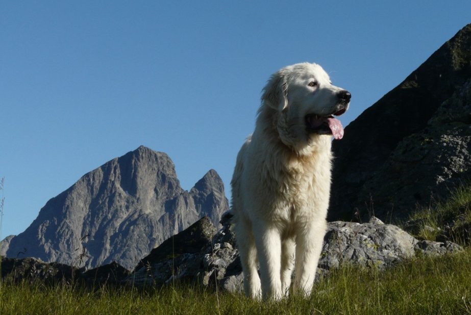 Projection - échanges : Chiens de protection des troupeaux