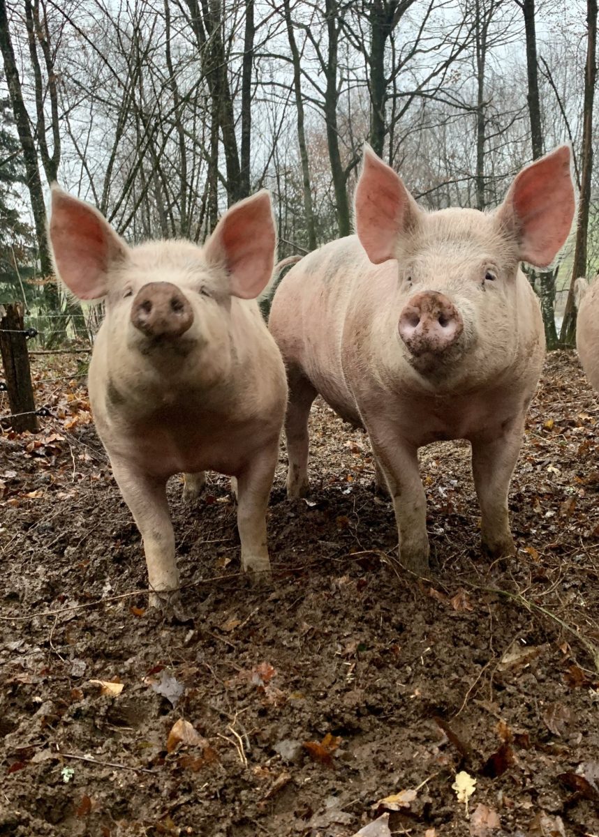 LA FERME DE LAGEAS HAUTE