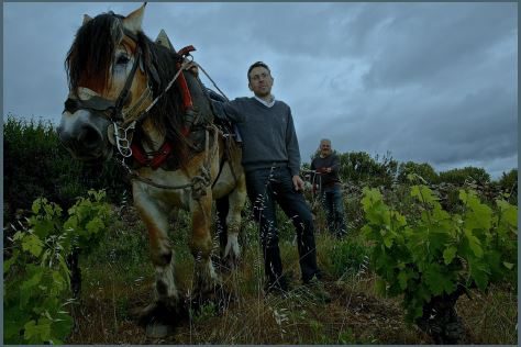 DOMAINE DE BON AUGURE