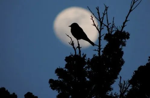 Sortie : "Le monde de la nuit", à Aubrac