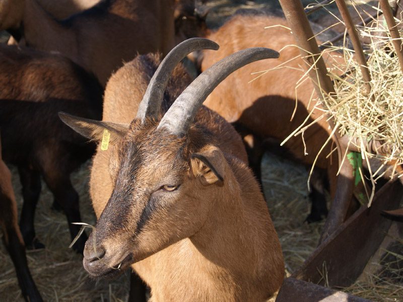 Ferme pédagogique du Cabri au Lait