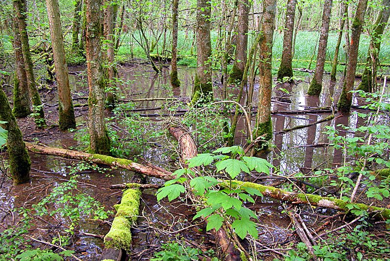 Marais de Pré Vacher et bois du Val Saint-Martin