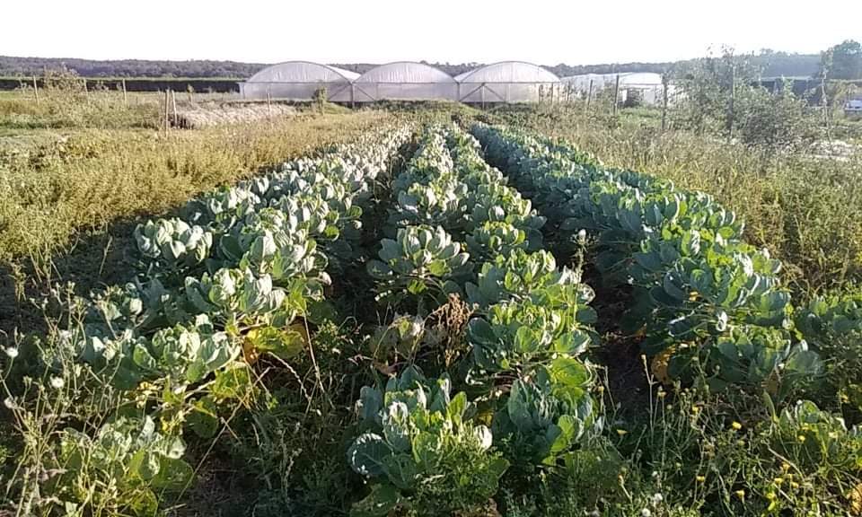À la bonne ferme : insertion et maraichage BIO