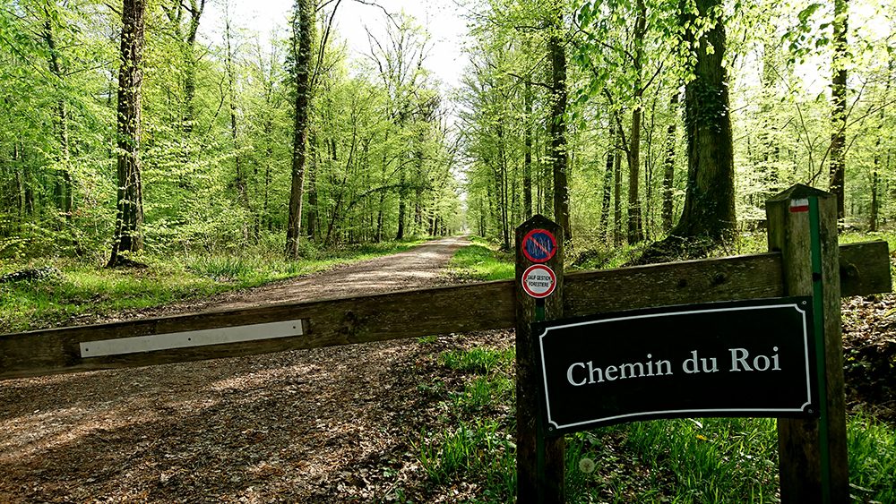 La forêt domaniale de Vauclair