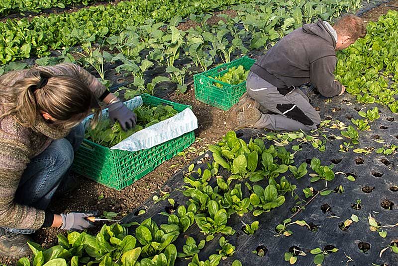 Jardin Bio de Vaillant