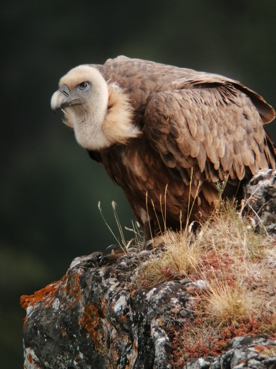 ASSOCIATION BUBO BUBO LES INITIATIONS ORNITHO