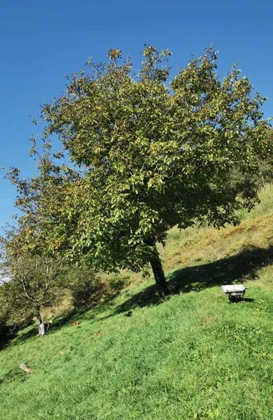 Domaine de Moncles - huile de noix