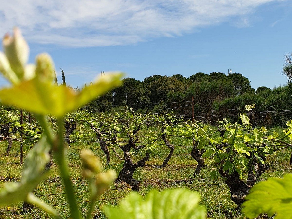 AIRE DE STATIONNEMENT - DOMAINE DU PECH SAINT PIERRE