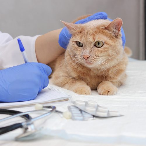 Clinique vétérinaire Delmas de Grammont