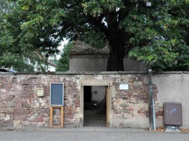 Le Tilleul Arbre remarquable du Bas-Rhin
