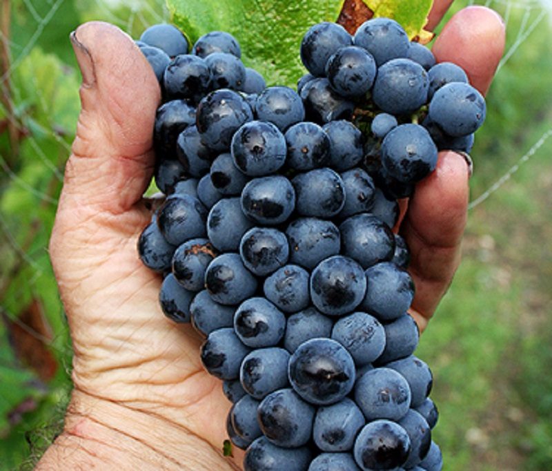 Domaine sauvète