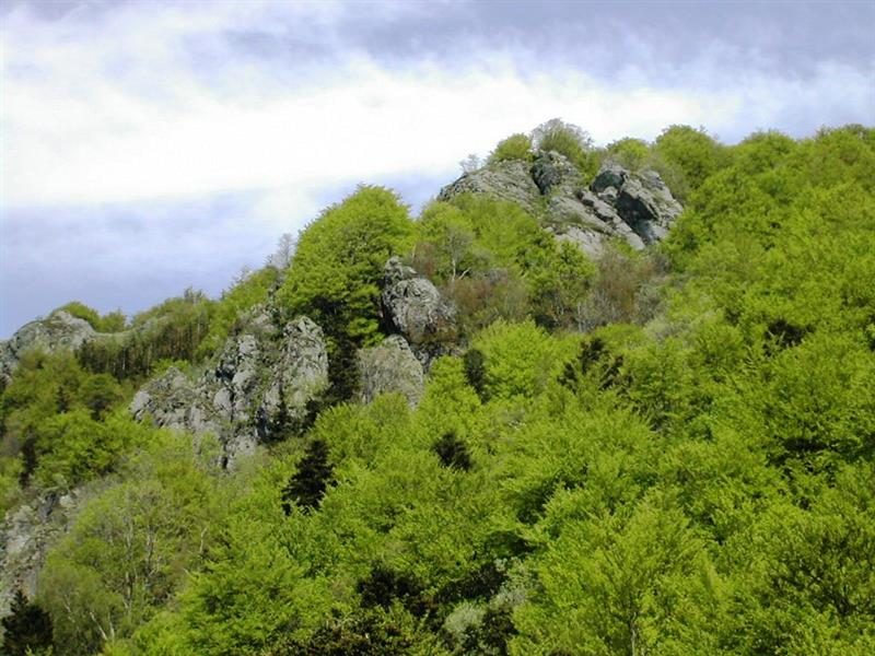 Réserve naturelle de la Forêt des Volcans et des Vogelsteine