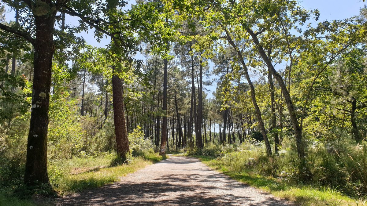 Forêt de Migelane