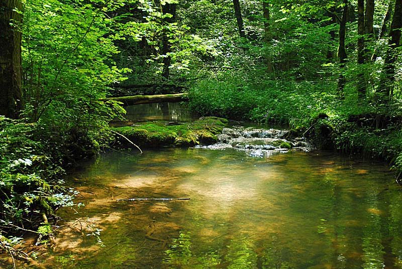 Forêt, marais et pelouses du Val Clavin