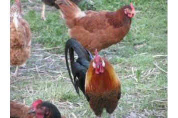 Volaille de La Ferme de Lagorce