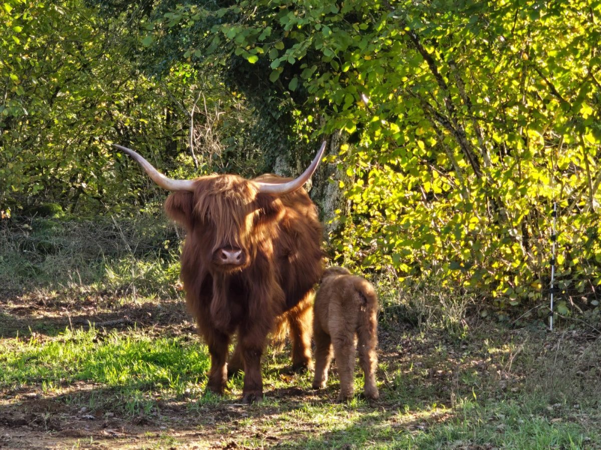 PARC ANIMALIER "LE THEIL"