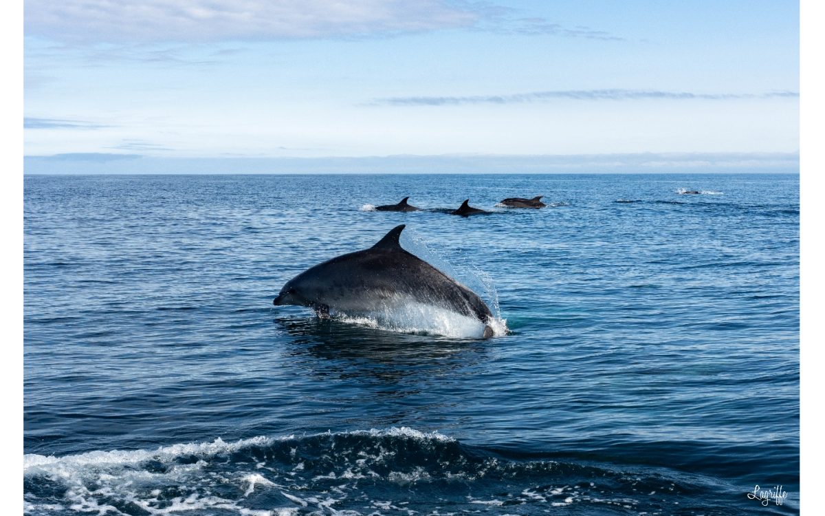 Oceanboat64