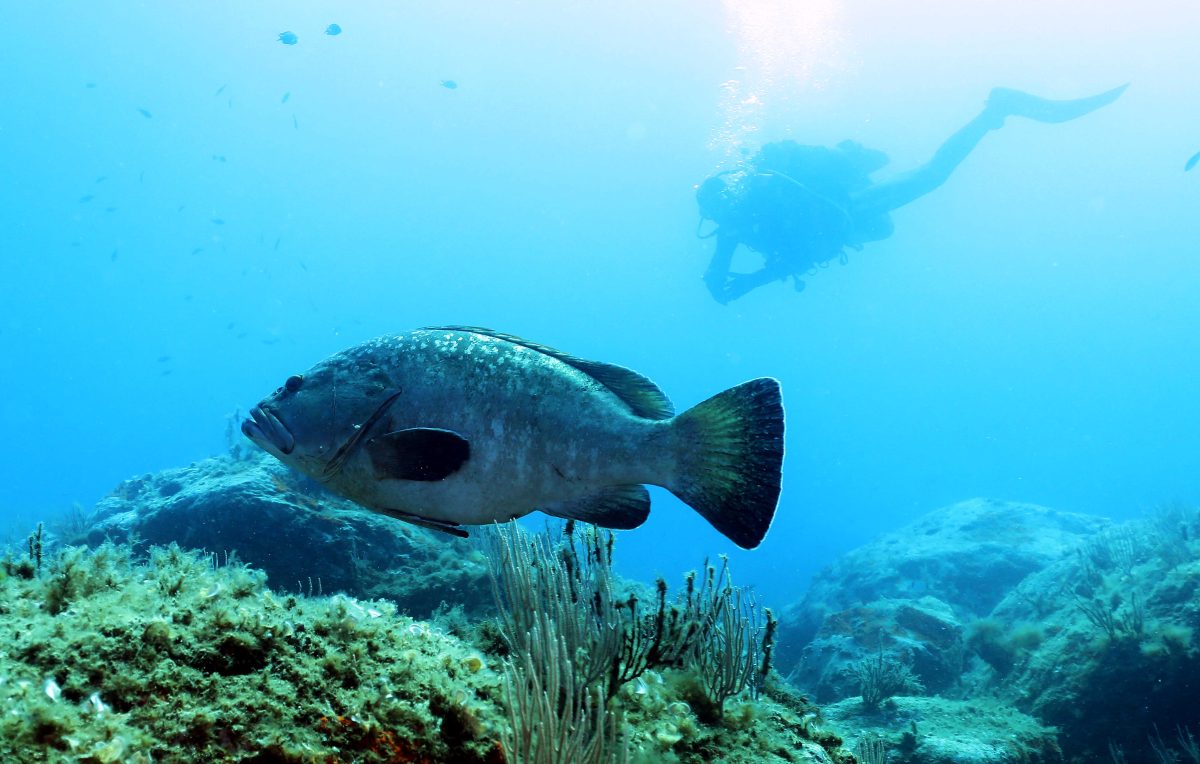 RESERVE MARINE CERBERE-BANYULS